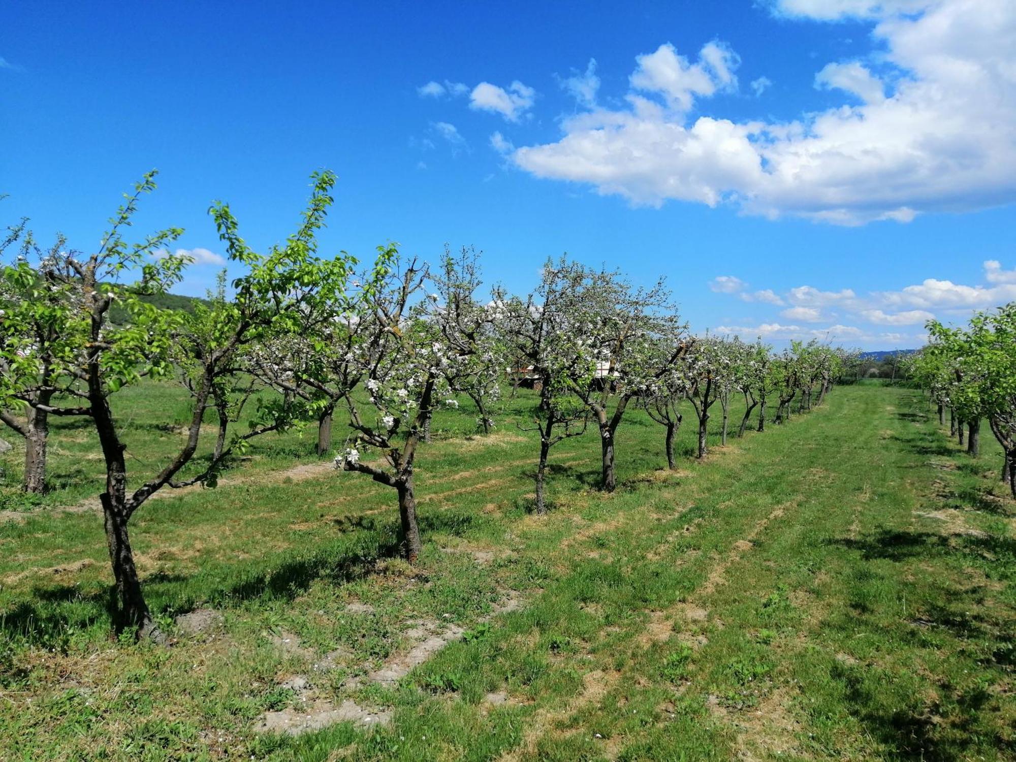 Calla Retreat Villa Vezenkovo Dış mekan fotoğraf